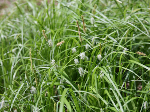 Carex thunbergii