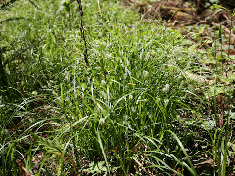 Carex thunbergii