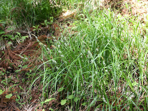 Carex thunbergii