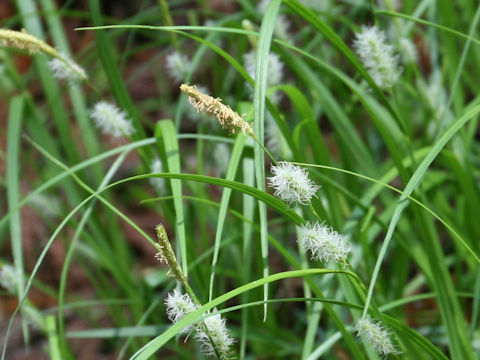 Carex thunbergii