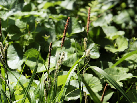 Carex thunbergii