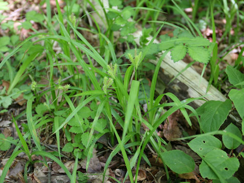 Carex thunbergii