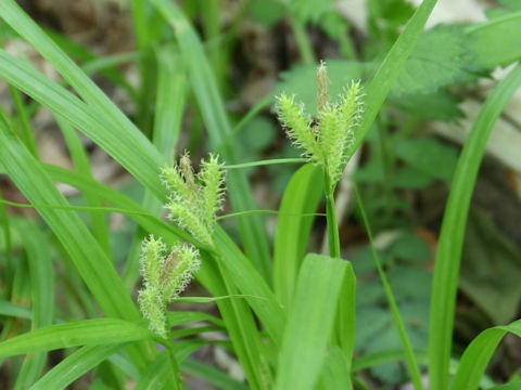 Carex thunbergii