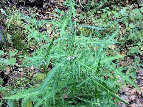 Cirsium microspicatum