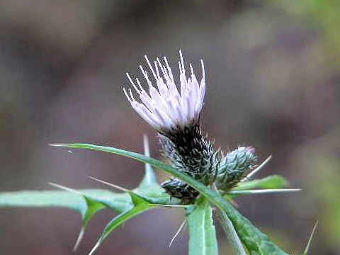 Cirsium microspicatum