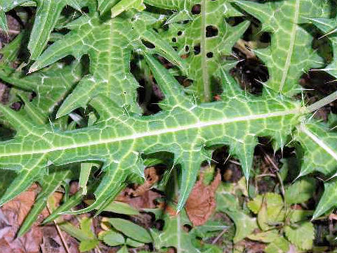 Cirsium microspicatum