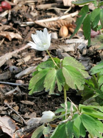 Anemone raddeana