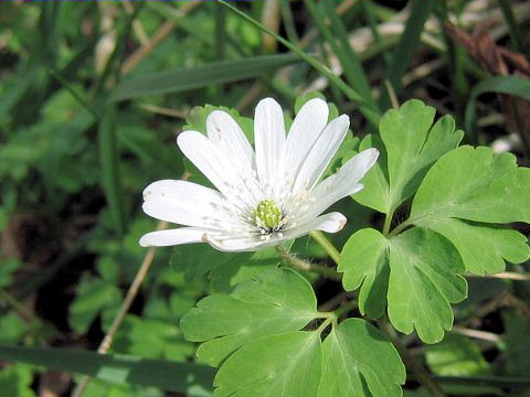 Anemone raddeana