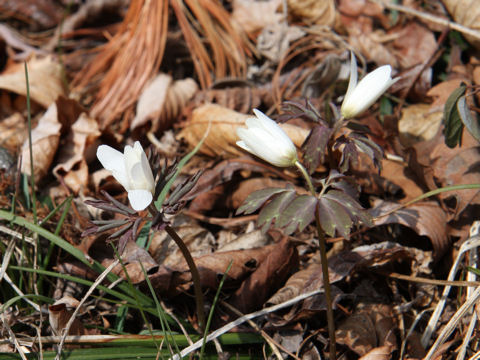 Anemone raddeana