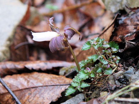 Anemone raddeana