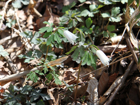 Anemone raddeana