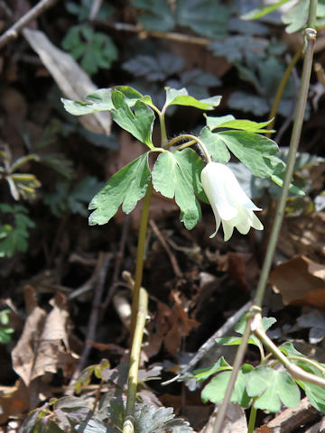 Anemone raddeana