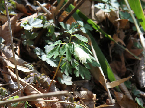 Anemone raddeana