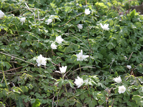 Anemone raddeana