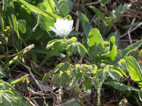 Anemone raddeana