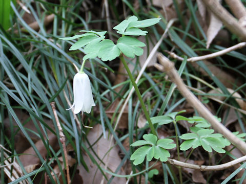 Anemone raddeana