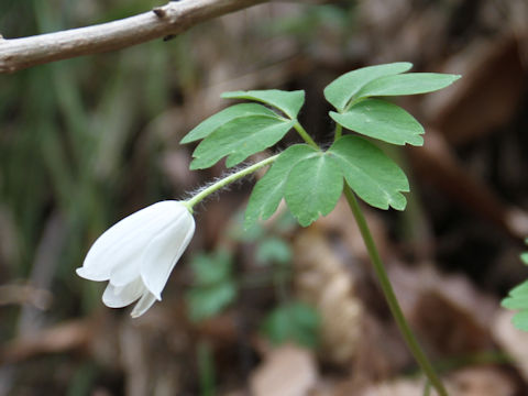 Anemone raddeana