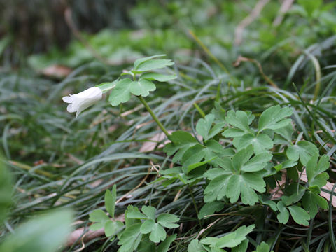 Anemone raddeana