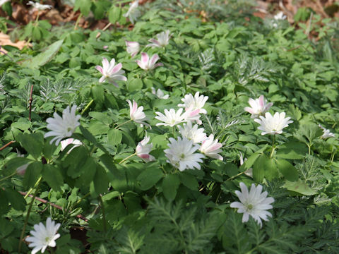 Anemone raddeana