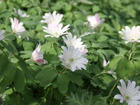 Anemone raddeana