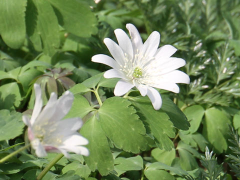 Anemone raddeana