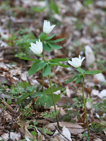 Anemone raddeana