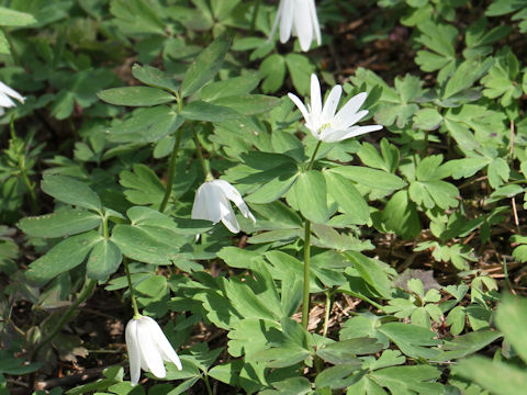 Anemone raddeana