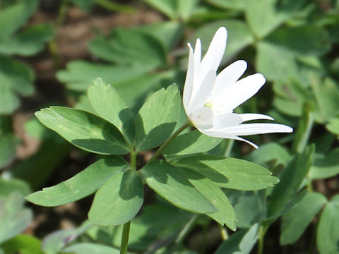 Anemone raddeana