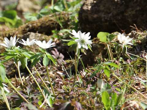 Anemone raddeana