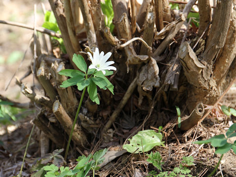 Anemone raddeana