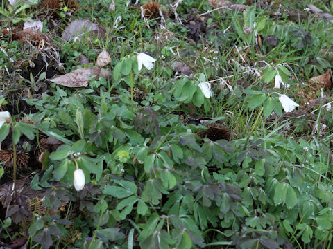 Anemone raddeana