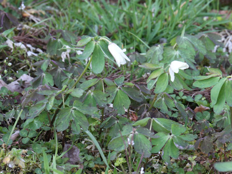 Anemone raddeana