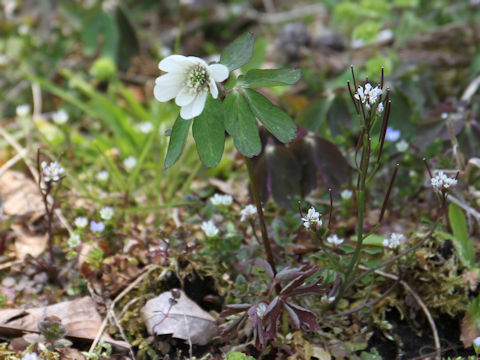 Anemone raddeana