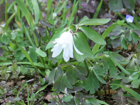 Anemone raddeana