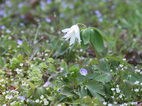 Anemone raddeana