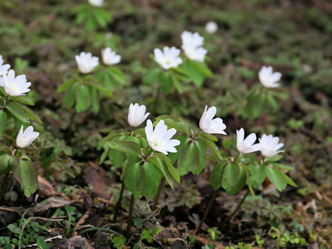 Anemone raddeana