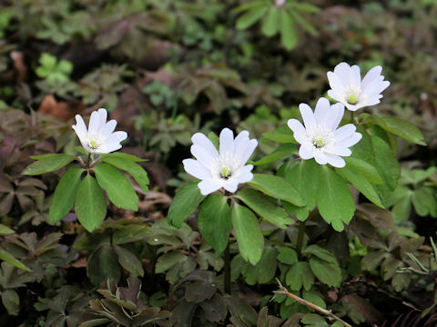 Anemone raddeana