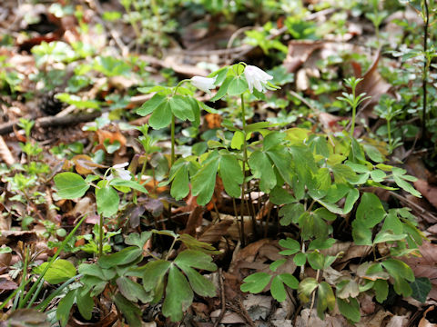 Anemone raddeana