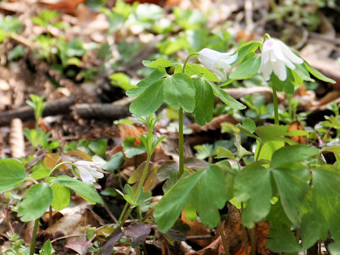 Anemone raddeana