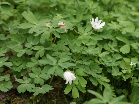 Anemone raddeana