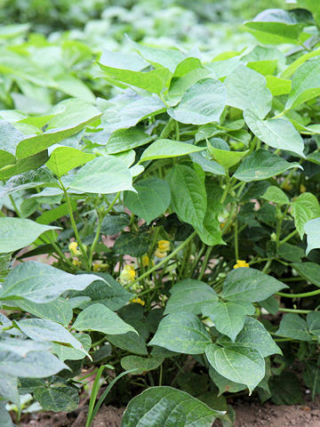 Vigna angularis