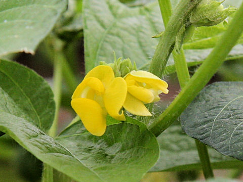 Vigna angularis