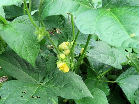 Vigna angularis