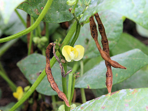 Vigna angularis