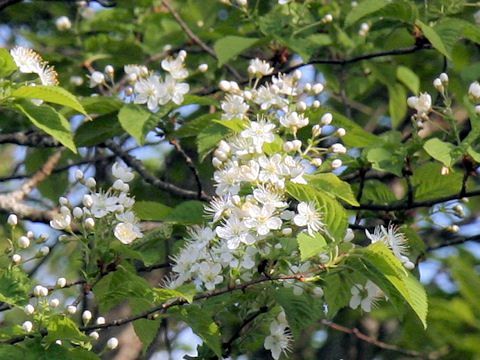 Sorbus alnifolia