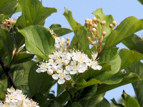 Sorbus alnifolia