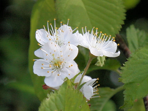 Sorbus alnifolia