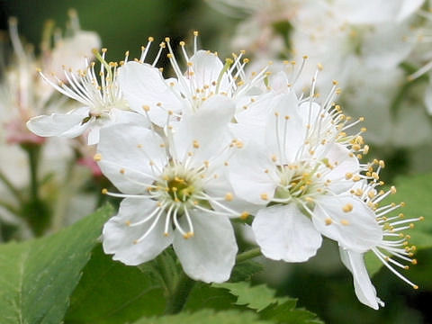 Sorbus alnifolia