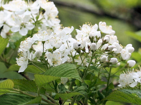 Sorbus alnifolia