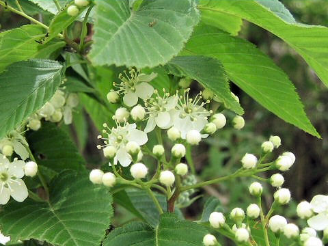 Sorbus alnifolia